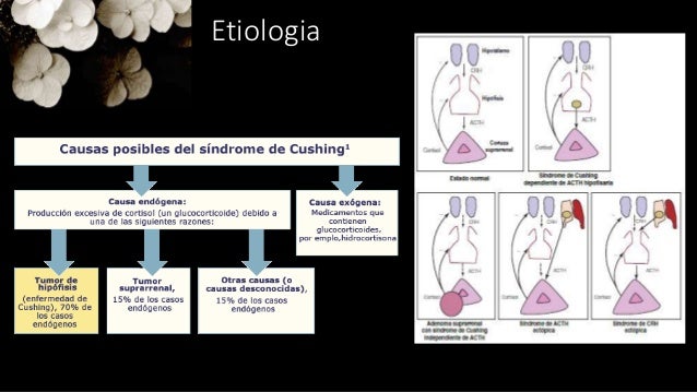 Enfermedad y Síndrome de Cushing