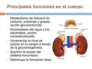 Principales funciones en el cuerpo Metabolismo de hidratos de carbono, proteinas y grasas, acción glucocorticoide. Homeostasis del agua y los electrolitos, acción mineralcorticoide. Incrementar el nivel de azúcar en la sangre a través de la gluconeogénesis. Suprimir la acción del sistema inmunitario. Disminuye la formación ósea 