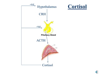 ACTH
Hypothalamus
CRH
-ve
-ve
Cortisol
Cortisol
 