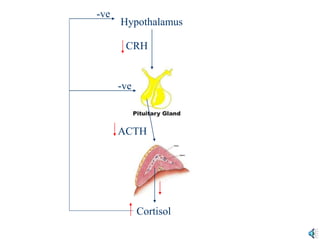 ACTH
Hypothalamus
CRH
-ve
-ve
Cortisol
 