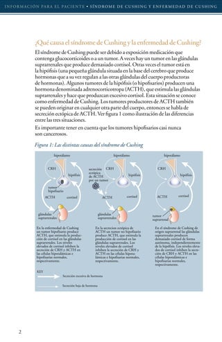 I N F O R M AC I Ó N PA R A E L PAC I E N T E • S Í N D RO M E D E C U S H I N G Y E N F E R M E D A D D E C U S H I N G




                 ¿Qué causa el síndrome de Cushing y la enfermedad de Cushing?
                 El síndrome de Cushing puede ser debido a exposición medicación que
                 contenga glucocorticoides o a un tumor. A veces hay un tumor en las glándulas
                 suprarrenales que produce demasiado cortisol. Otras veces el tumor está en
                 la hipófisis (una pequeña glándula situada en la base del cerebro que produce
                 hormonas que a su vez regulan a las otras glándulas del cuerpo productoras
                 de hormonas). Algunos tumores de la hipófisis (o hipofisarios) producen una
                 hormona denominada adrenocorticotropa (ACTH), que estimula las glándulas
                 suprarrenales y hace que produzcan excesivo cortisol. Esta situación se conoce
                 como enfermedad de Cushing. Los tumores productores de ACTH también
                 se pueden originar en cualquier otra parte del cuerpo, entonces se habla de
                 secreción ectópica de ACTH. Ver figura 1 como ilustración de las diferencias
                 entre las tres situaciones.
                 Es importante tener en cuenta que los tumores hipofisarios casi nunca
                 son cancerosos.
                Figura 1: Las distintas causas del síndrome de Cushing
                              hipotálamo                                   hipotálamo                   hipotálamo


                                                       secreción
                                                       ectópica
                                         hipófisis     de ACTH                      hipófisis                       hipófisis
                                                       por un tumor
                          tumor
                          hipofisario




                   glándulas                                    glándulas                       tumor
                   suprarrenales                                suprarrenales                   suprarrenal

                  En la enfermedad de Cushing              En la secrecion ectópica de           En el síndrome de Cushing de
                  un tumor hipofisario produce             ACTH un tumor no hipofisario          origen suprarrenal las glándulas
                  ACTH, que estimula la produc-            produce ACTH, que estimula la         suprarrenales producen
                  ción de cortisol en las glándulas        producción de cortisol en las         demasiado cortisol de forma
                  suprarrenales. Los niveles               glándulas suprarrenales. Los          autónoma, independientemente
                  elevados de cortisol inhiben la          niveles elevados de cortisol          de la hipófisis. Los niveles eleva-
                  secreción de CRH y ACTH en               inhiben la secreción de CRH y         dos de cortisol inhiben la secre-
                  las células hipotalámicas e              ACTH en las células hipota-           ción de CRH y ACTH en las
                  hipofisarias normales,                   lámicas e hipofisarias normales,      células hipotalámicas e
                  respectivamente.                         respectivamente.                      hipofisarias normales,
                                                                                                 respectivamente.


                                    Secreción excesiva de hormona

                                    Secreción baja de hormona




       2
 