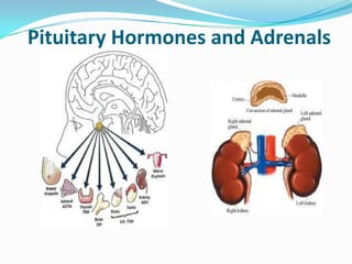 Pituitary Hormones and Adrenals
 