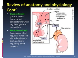 Review of anatomy and physiology
Cont’
 Glucocorticoids
  (cortisol – sress
  hormone and
  corticosterone which
  regulates glucose
  metabolism)
 Mineralocorticoids
  (aldosterone which
  regulates water and
  electrolyte levels in
  the blood there
  regulating blood
  pressure



                  PNT Students - Gertrude's Gardens Children's Hospital (2009)   05/07/09   13
 