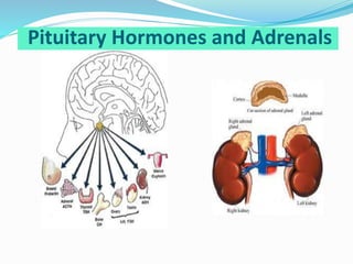Pituitary Hormones and Adrenals
 