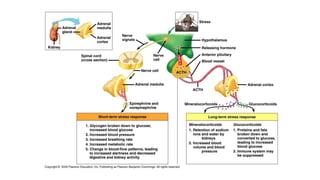 Comprehensive Overview of Cushing Syndrome and Pathological ...