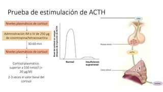 Prueba de estimulación de ACTH
Administración IM o IV de 250 µg
de cosintropina/tetracosactina
Niveles plasmáticos de cortisol
Niveles plasmáticos de cortisol
30-60 min
Cortisol plasmático
superior a 550 nmol/l (>
20 µg/dl)
2-3 veces el valor basal del
cortisol
 