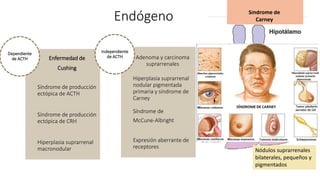 Enfermedad de
Cushing
Síndrome de producción
ectópica de ACTH
Síndrome de producción
ectópica de CRH
Hiperplasia suprarrenal
macronodular
Dependiente
de ACTH Adenoma y carcinoma
suprarrenales
Hiperplasia suprarrenal
nodular pigmentada
primaria y síndrome de
Carney
Síndrome de
McCune-Albright
Expresión aberrante de
receptores
Independiente
de ACTH
Endógeno Enfermedad de Cushing
Adenoma hipofisario
Síndrome de producción
ectópica de ACTH
Carcinoma microcítico
bronquial
Síndrome de producción
ectópica de CRH
Carcinoide bronquial-Carcinoma
medular de la
tiroides
-Carcinoma de
próstata
Hiperplasia suprarrenal
macronodular
Hiperplasia bilateral de la corteza
suprarrenal con uno o más nódulos
Adenoma y carcinoma
suprarrenales
Adenomas suprarrenales
Carcinomas
Hiperplasia suprarrenal
nodular pigmentada
primaria
Nódulos suprarrenales
bilaterales, pequeños y
pigmentados
Síndrome de
Carney
Forma familiar
dominante
 