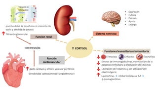 ↑ CORTISOL
Funciones leucocitaria e inmunitaria
↓ Eritrocitos EosinófilosLinfocitos
↓ Síntesis de inmunoglobulinas, estimulación de la
apoptosis linfocitaria y producción de citocinas
↓ Liberación de histamina y del activador del
plasminógeno
↑ Lipocortinas → inhibe fosfolipasa A2 →
↓prostaglandinas
Sensibilidad catecolaminas y angiotensina II
Función renal
Sistema nervioso
• Depresión
• Euforia
• Psicosis
• Apatía
• Letargo
Función
cardiovascular
gasto cardiaco y el tono vascular periférico↑
porción distal de la nefrona→ retención de
sodio y pérdida de potasio
filtración glomerular
HIPERTENSIÓN
↑
 