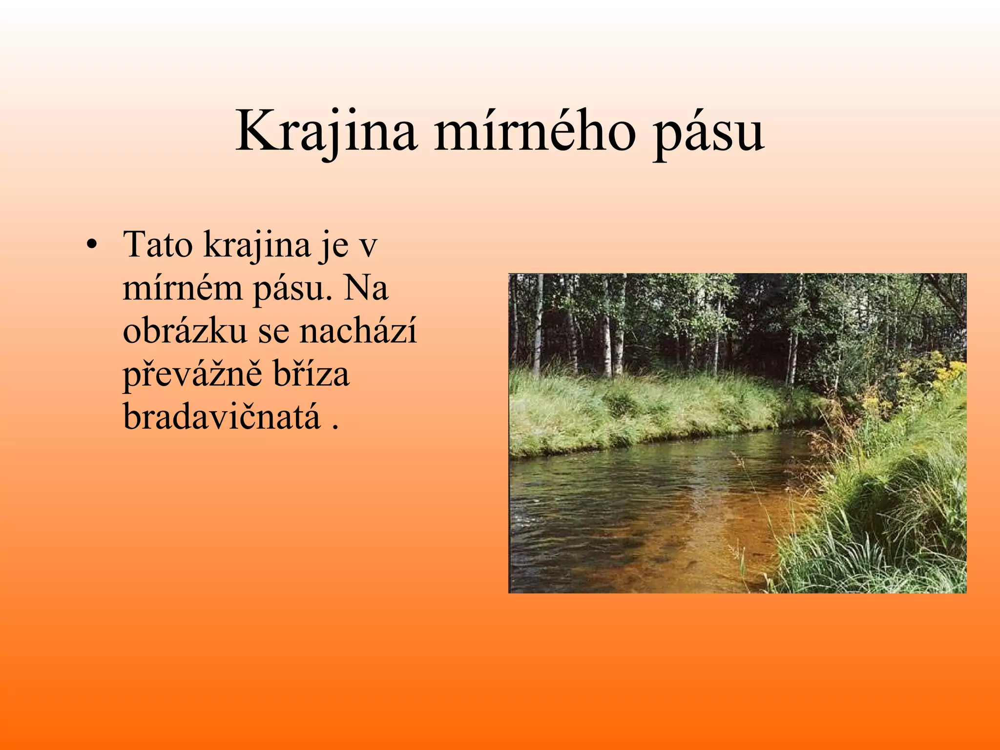 Krajina mírného pásu Tato krajina je v mírném pásu. Na obrázku se nachází převážně bříza bradavičnatá . 