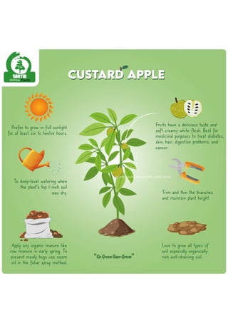 custard apple-01-01 (2).pdf