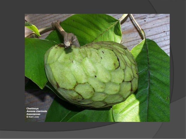 Demand Soars For New Late Fruiting Pink Skinned Custard Apple Abc News