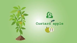 Custard apple
 