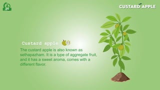 Custard apple | PDF