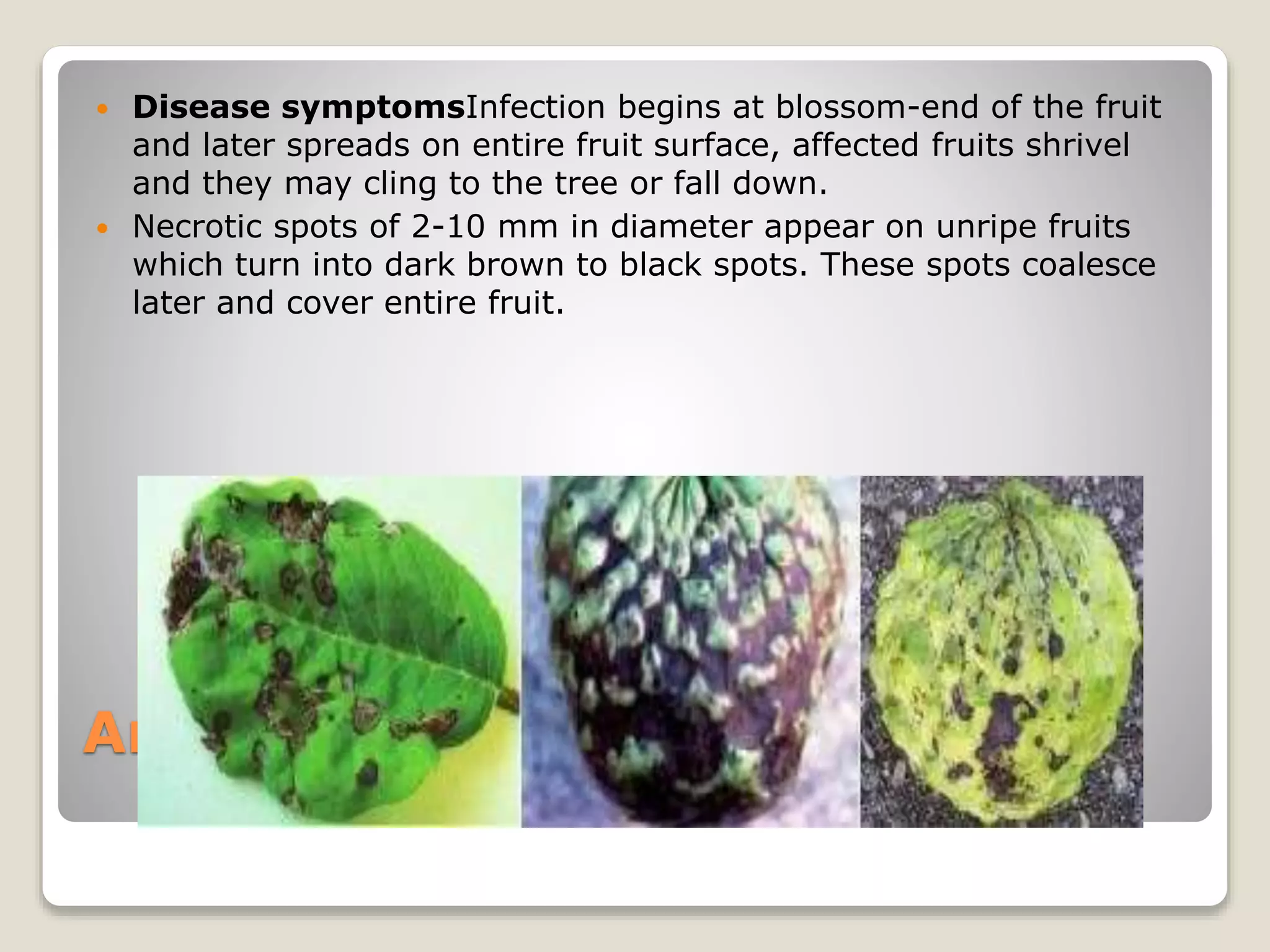 Custard Apple Diseases A Lecture By Allah Dad Khan to ToT (FFS) KPK ...