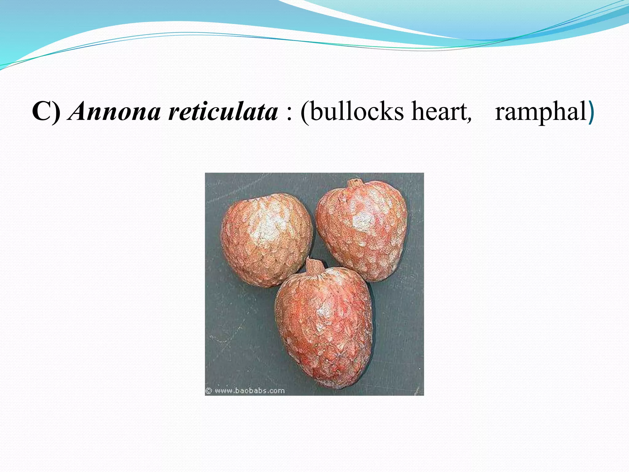 C) Annona reticulata : (bullocks heart, ramphal)
 