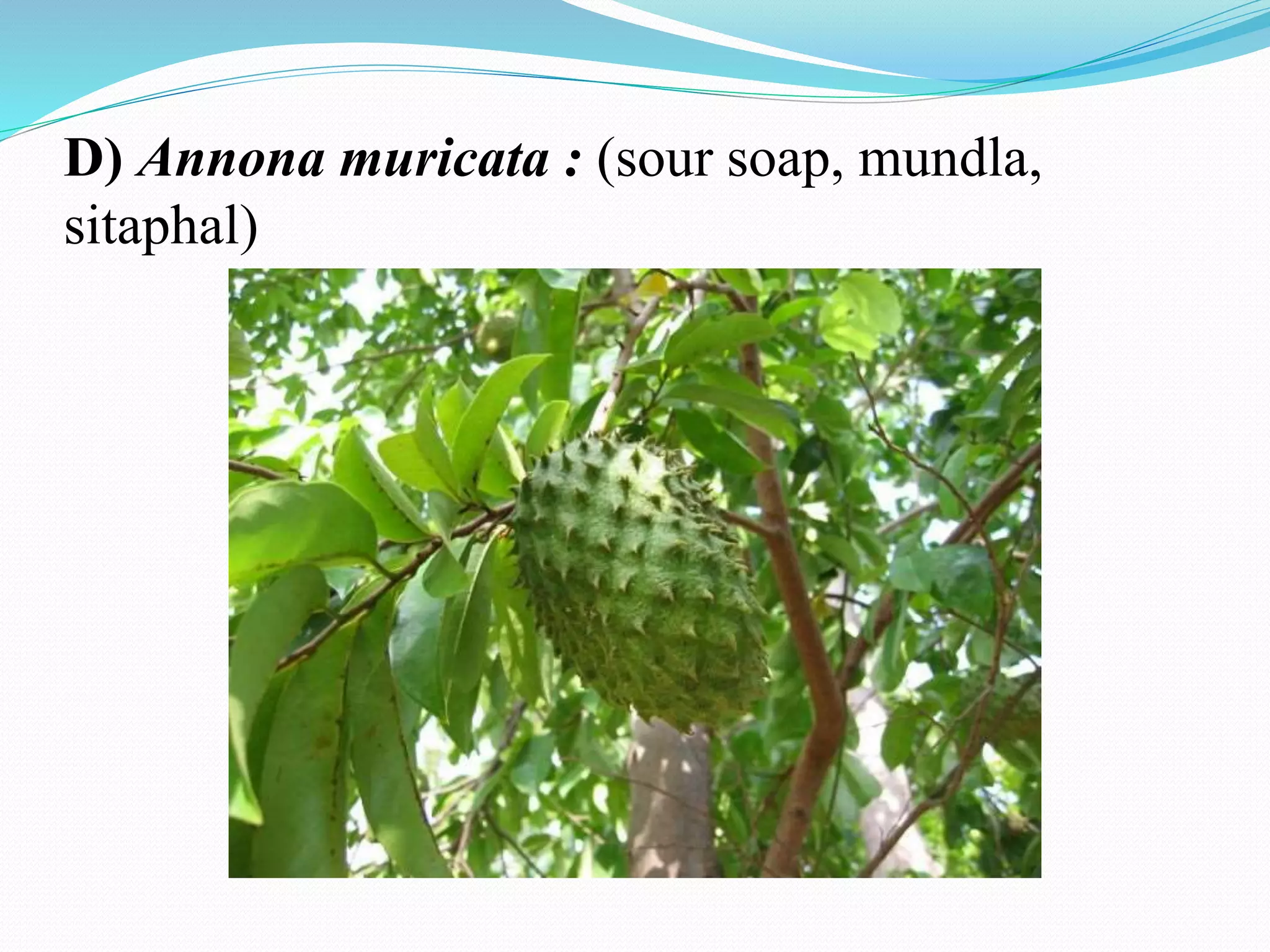 D) Annona muricata : (sour soap, mundla,
sitaphal)
 