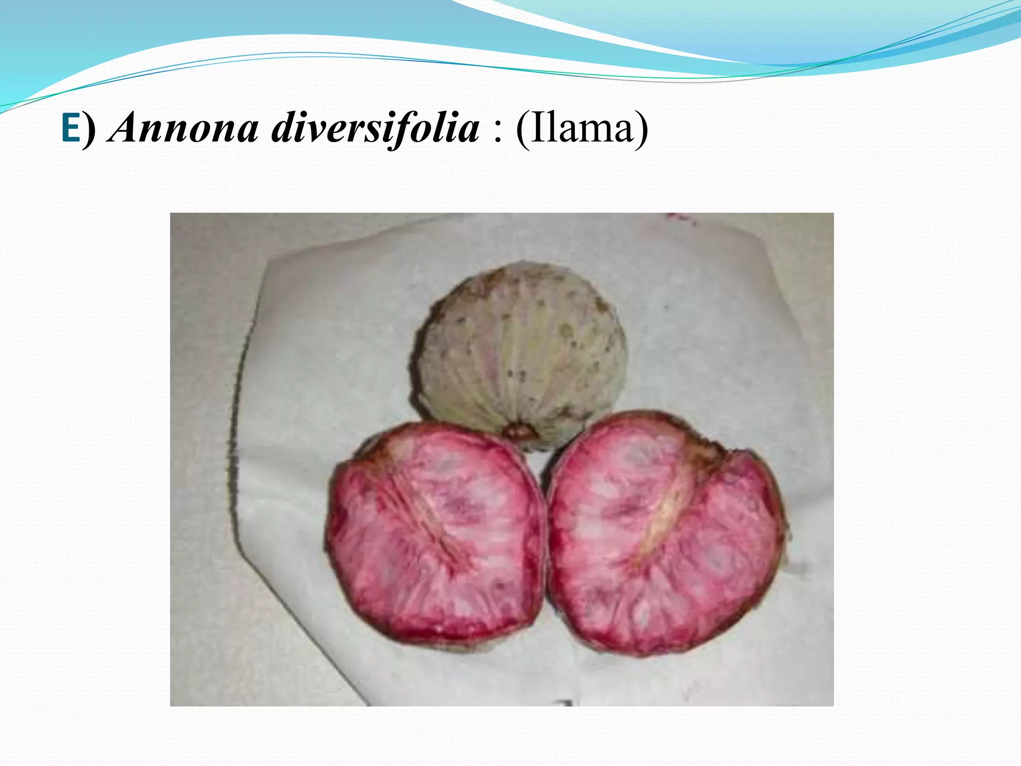 E) Annona diversifolia : (Ilama)
 