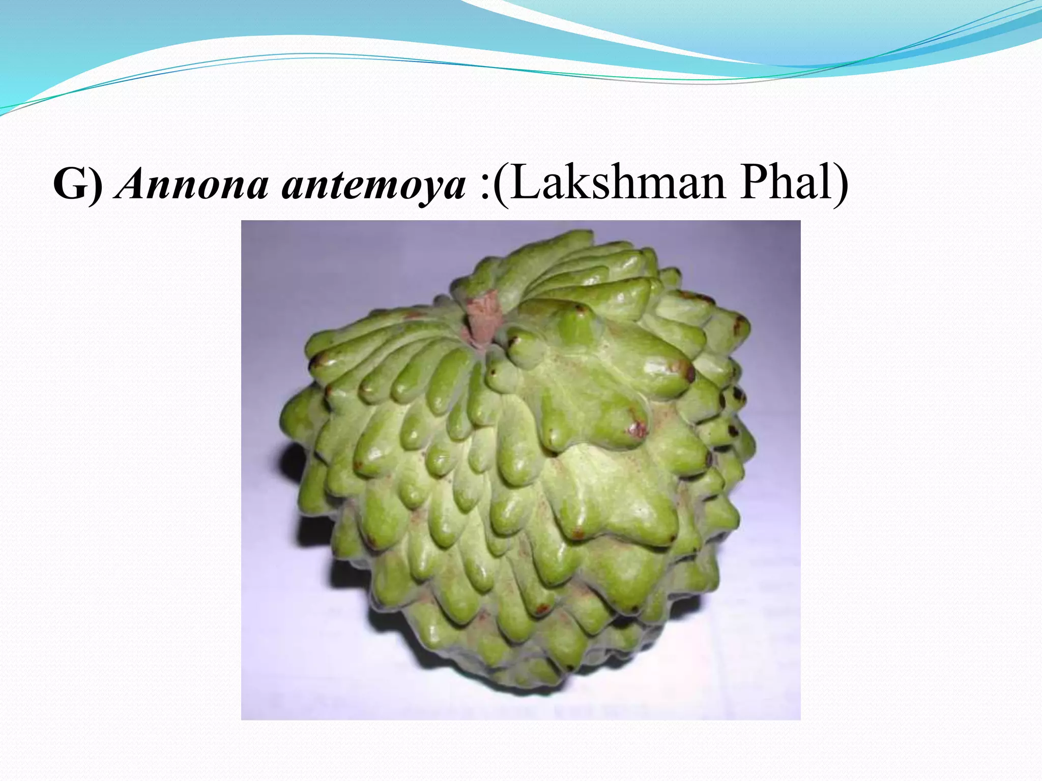 G) Annona antemoya :(Lakshman Phal)
 