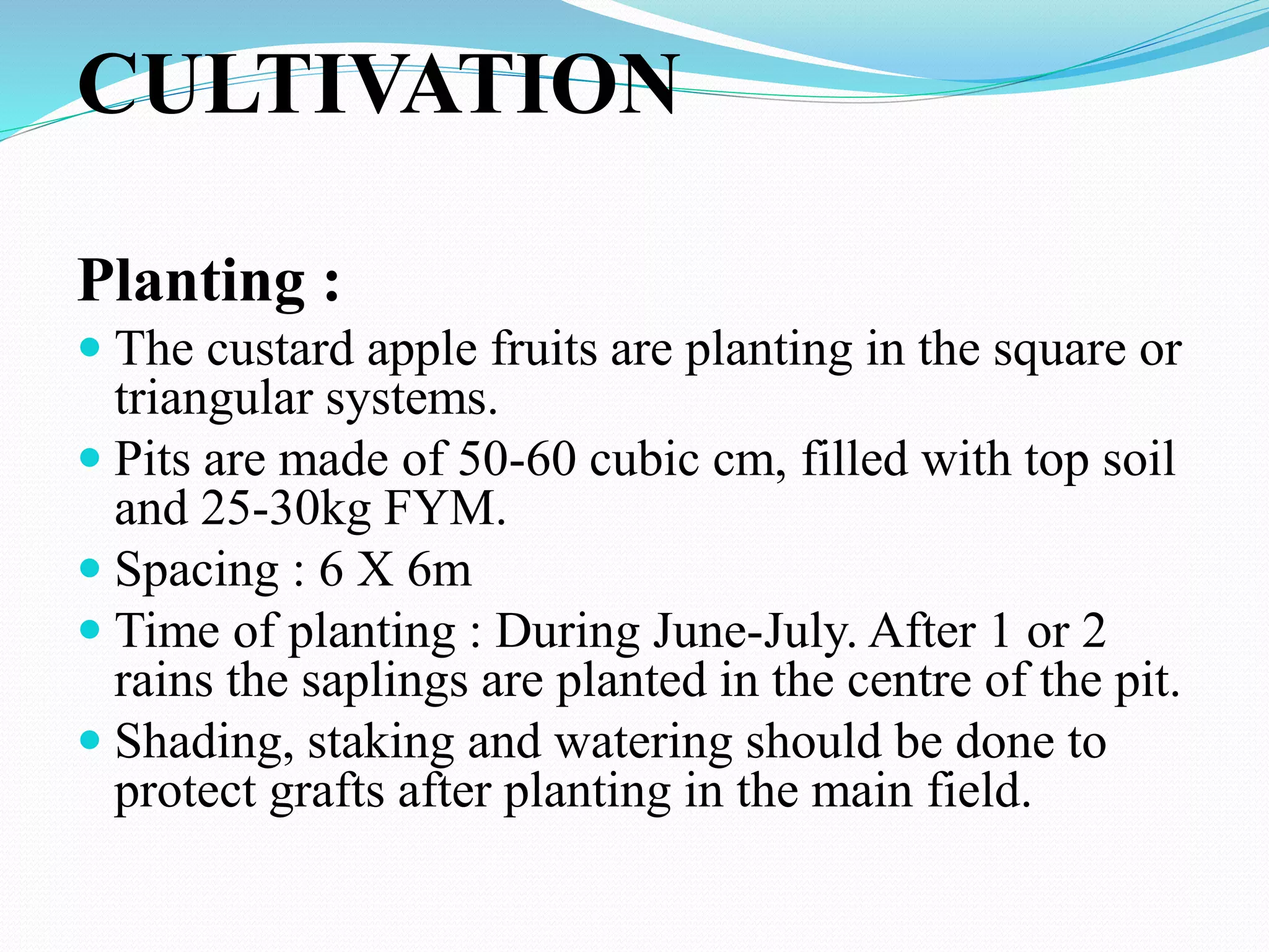 CULTIVATION
Planting :
 The custard apple fruits are planting in the square or
triangular systems.
 Pits are made of 50-60 cubic cm, filled with top soil
and 25-30kg FYM.
 Spacing : 6 X 6m
 Time of planting : During June-July. After 1 or 2
rains the saplings are planted in the centre of the pit.
 Shading, staking and watering should be done to
protect grafts after planting in the main field.
 