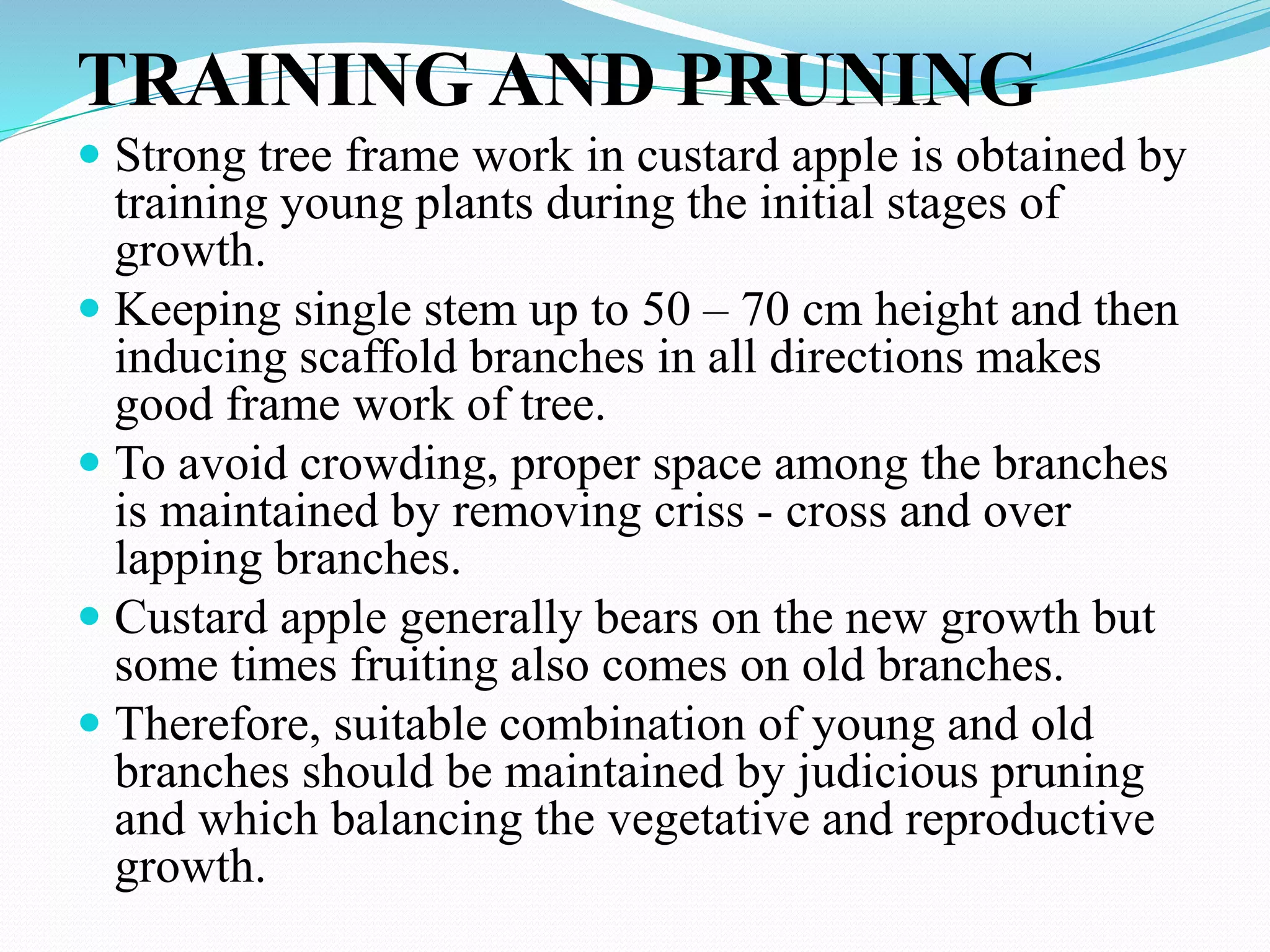 TRAINING AND PRUNING
 Strong tree frame work in custard apple is obtained by
training young plants during the initial stages of
growth.
 Keeping single stem up to 50 – 70 cm height and then
inducing scaffold branches in all directions makes
good frame work of tree.
 To avoid crowding, proper space among the branches
is maintained by removing criss - cross and over
lapping branches.
 Custard apple generally bears on the new growth but
some times fruiting also comes on old branches.
 Therefore, suitable combination of young and old
branches should be maintained by judicious pruning
and which balancing the vegetative and reproductive
growth.
 