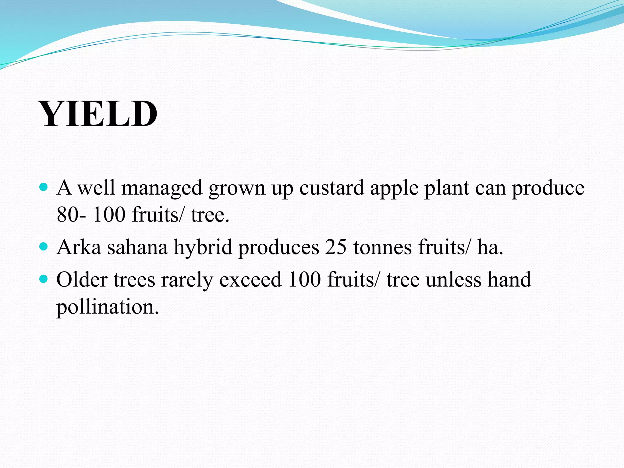 YIELD
 A well managed grown up custard apple plant can produce
80- 100 fruits/ tree.
 Arka sahana hybrid produces 25 tonnes fruits/ ha.
 Older trees rarely exceed 100 fruits/ tree unless hand
pollination.
 