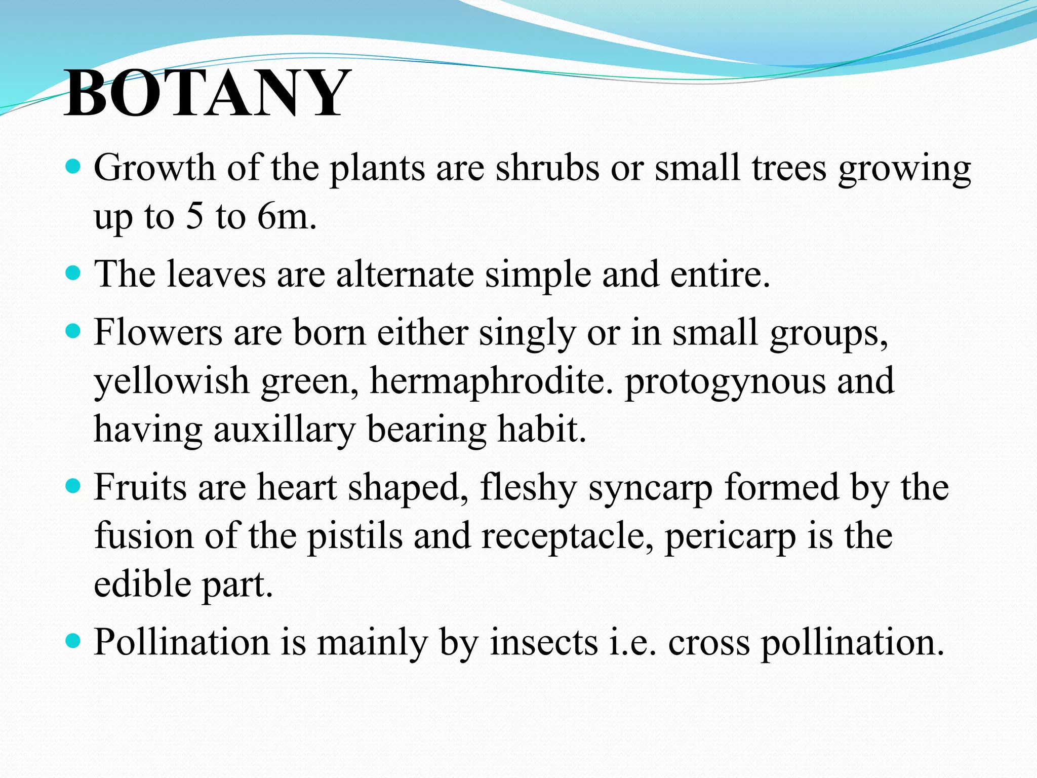 BOTANY
 Growth of the plants are shrubs or small trees growing
up to 5 to 6m.
 The leaves are alternate simple and entire.
 Flowers are born either singly or in small groups,
yellowish green, hermaphrodite. protogynous and
having auxillary bearing habit.
 Fruits are heart shaped, fleshy syncarp formed by the
fusion of the pistils and receptacle, pericarp is the
edible part.
 Pollination is mainly by insects i.e. cross pollination.
 