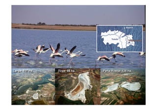 Larga: 107 ha.
Larga: 107 ha.   Tirez: 98 ha.
                 Tirez: 98 ha.   Peña Hueca: 126 ha.
                                 Peña Hueca: 126 ha.
 