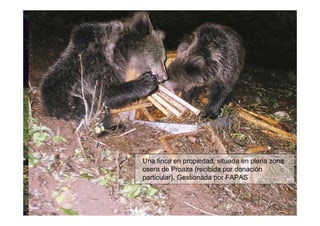 Una finca en propiedad, situada en plena zona
osera de Proaza (recibida por donación
particular). Gestionada por FAPAS
 