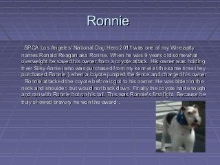 Ronnie
  SPCA Los Angeles' National Dog Hero 2011 was one of my Wire aptly
names Ronald Reagan aka Ronnie. When he was 9 years old somewhat
overweight he saved his owner from a coyote attack. His owner was holding
their Silky Annie (who was purchased from my kennel at the same time they
purchased Ronnie ) when a coyote jumped the fence and charged his owner
. Ronnie attacked the coyote before it got to his owner. He was bitten in the
neck and shoulder, but would not back down. Finally the coyote had enough
and ran with Ronnie hot on his tail. This was Ronnie's first fight. Because he
truly showed bravery he won the award .
 