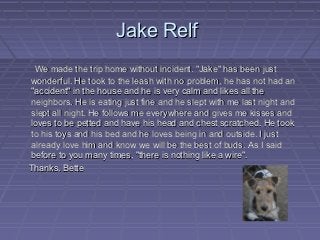 Jake Relf
 We made the trip home without incident. "Jake" has been just
wonderful. He took to the leash with no problem, he has not had an
"accident" in the house and he is very calm and likes all the
neighbors. He is eating just fine and he slept with me last night and
slept all night. He follows me everywhere and gives me kisses and
loves to be petted and have his head and chest scratched. He took
to his toys and his bed and he loves being in and outside. I just
already love him and know we will be the best of buds. As I said
before to you many times, "there is nothing like a wire".
Thanks. Bette
 