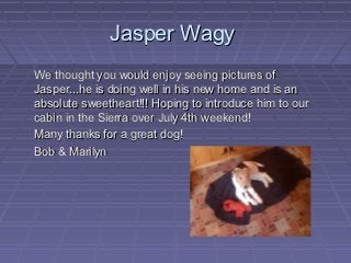 Jasper Wagy
We thought you would enjoy seeing pictures of
Jasper...he is doing well in his new home and is an
absolute sweetheart!!! Hoping to introduce him to our
cabin in the Sierra over July 4th weekend!
Many thanks for a great dog!
Bob & Marilyn
 