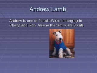 Andrew Lamb
Andrew is one of 4 male Wires belonging to
Cheryl and Ron. Also in the family are 3 cats
 