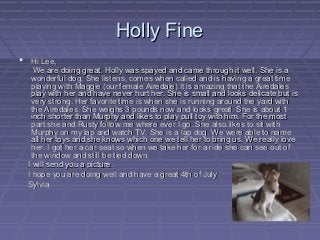 Holly Fine
 Hi Lee,
    We are doing great. Holly was spayed and came through it well. She is a
   wonderful dog. She listens, comes when called and is having a great time
   playing with Maggie (our female Airedale) It is amazing that the Airedales
   play with her and have never hurt her. She is small and looks delicate but is
   very strong. Her favorite time is when she is running around the yard with
   the Airedales. She weighs 3 pounds now and looks great. She is about 1
   inch shorter than Murphy and likes to play pull toy with him. For the most
   part she and Rusty follow me where ever I go. She also likes to sit with
   Murphy on my lap and watch TV. She is a lap dog. We were able to name
   all her toys and she knows which one we tell her to bring us. We really love
   her. I got her a car seat so when we take her for a ride she can see out of
   the window and still be tied down.
  I will send you a picture.
  I hope you are doing well and have a great 4th of July
  Sylvia
 