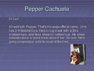 Pepper Cachuela
Hi Lee!

All well with Pepper. That's the pups official name. :) He
has 3-4 favorite toys, likes to tug o war with a little
braided rope, and does chew on rubber toys. He when
outside runs in a quick circle around me. So cute. He's
going peepee/poo outside most of the time.
 