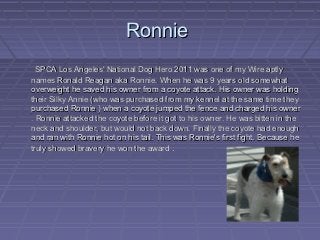 Ronnie
  SPCA Los Angeles' National Dog Hero 2011 was one of my Wire aptly
names Ronald Reagan aka Ronnie. When he was 9 y...