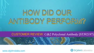 HOW DID OUR
ANTIBODY PERFORM?
CUSTOMER REVIEW: Cdk2 Polyclonal Antibody (STJ92197)
 