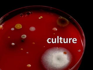 culture