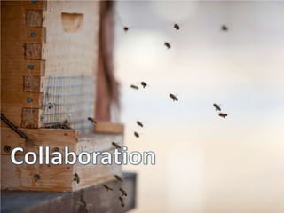 Collaboration