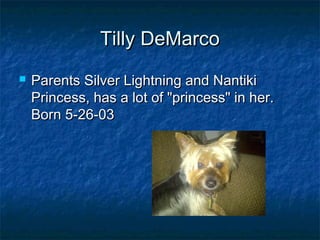 Silky terrier customer  comments and photos