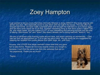 Zoey HamptonZoey Hampton
I just wanted to let you know that Zoey (formerly Athena) is doing GREAT! She loves playing withI...