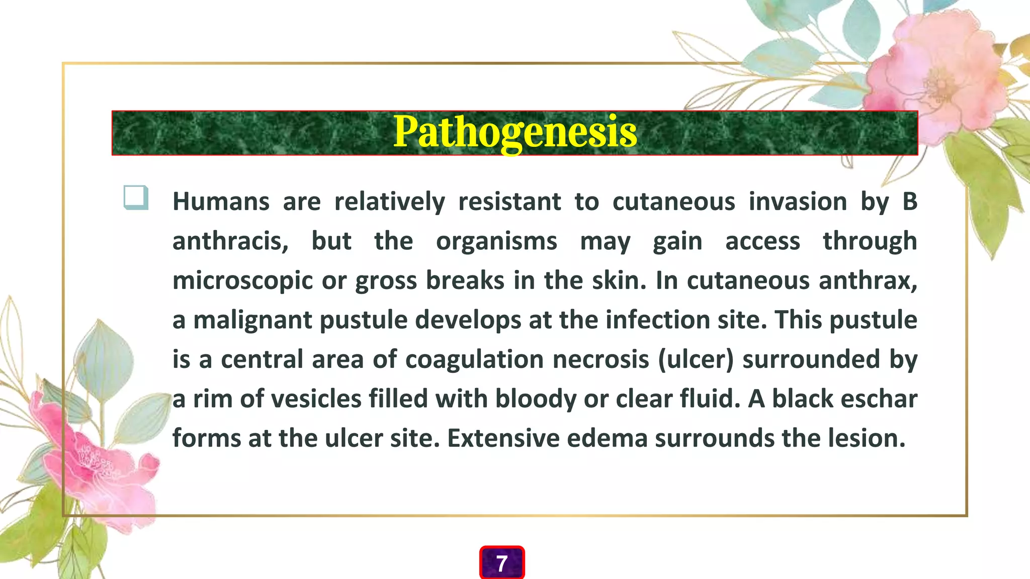Pathogenesis
 Humans are relatively resistant to cutaneous invasion by B
anthracis, but the organisms may gain access through
microscopic or gross breaks in the skin. In cutaneous anthrax,
a malignant pustule develops at the infection site. This pustule
is a central area of coagulation necrosis (ulcer) surrounded by
a rim of vesicles filled with bloody or clear fluid. A black eschar
forms at the ulcer site. Extensive edema surrounds the lesion.
7
 