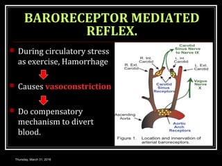 BARORECEPTOR MEDIATED
REFLEX.
 During circulatory stress
as exercise, Hamorrhage
 Causes vasoconstriction
 Do compensatory
mechanism to divert
blood.
Thursday, March 31, 2016
 