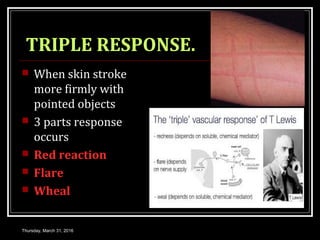 TRIPLE RESPONSE.
 When skin stroke
more firmly with
pointed objects
 3 parts response
occurs
 Red reaction
 Flare
 Wheal
Thursday, March 31, 2016
 