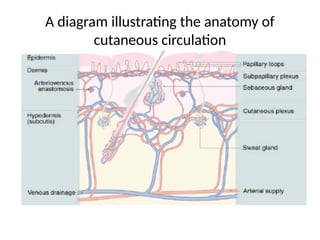 Comprehensive Overview of Cutaneous Circulation and Its Role in Skin ...