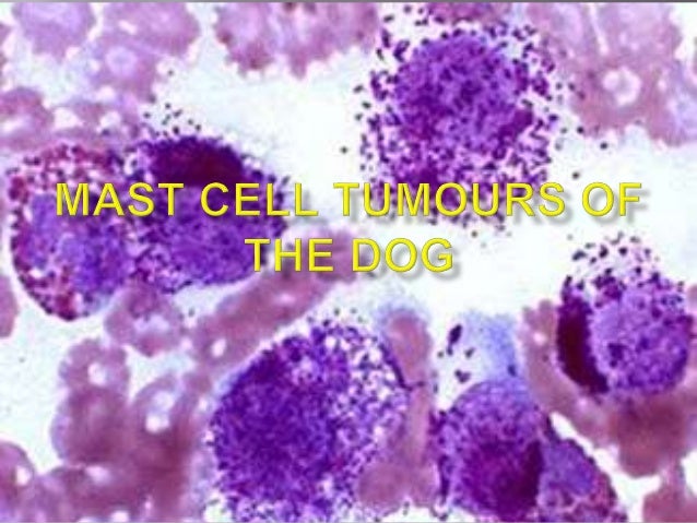 Cutaneous mast cell tumours of the dog