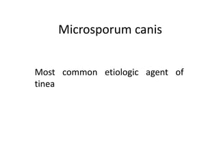 Microsporum canis
Most common etiologic agent of
tinea
 