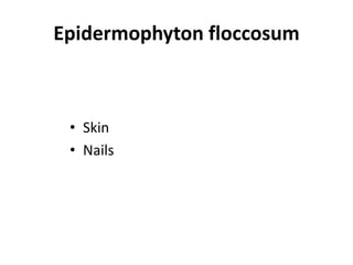 • Skin
• Nails
Epidermophyton floccosum
 