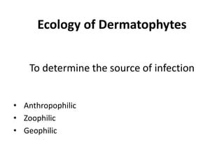 Ecology of Dermatophytes
To determine the source of infection
• Anthropophilic
• Zoophilic
• Geophilic
 