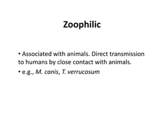 Zoophilic
• Associated with animals. Direct transmission
to humans by close contact with animals.
• e.g., M. canis, T. verrucosum
 