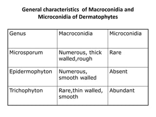 General characteristics of Macroconidia and
Microconidia of Dermatophytes
Genus Macroconidia Microconidia
Microsporum Numerous, thick
walled,rough
Rare
Epidermophyton Numerous,
smooth walled
Absent
Trichophyton Rare,thin walled,
smooth
Abundant
 